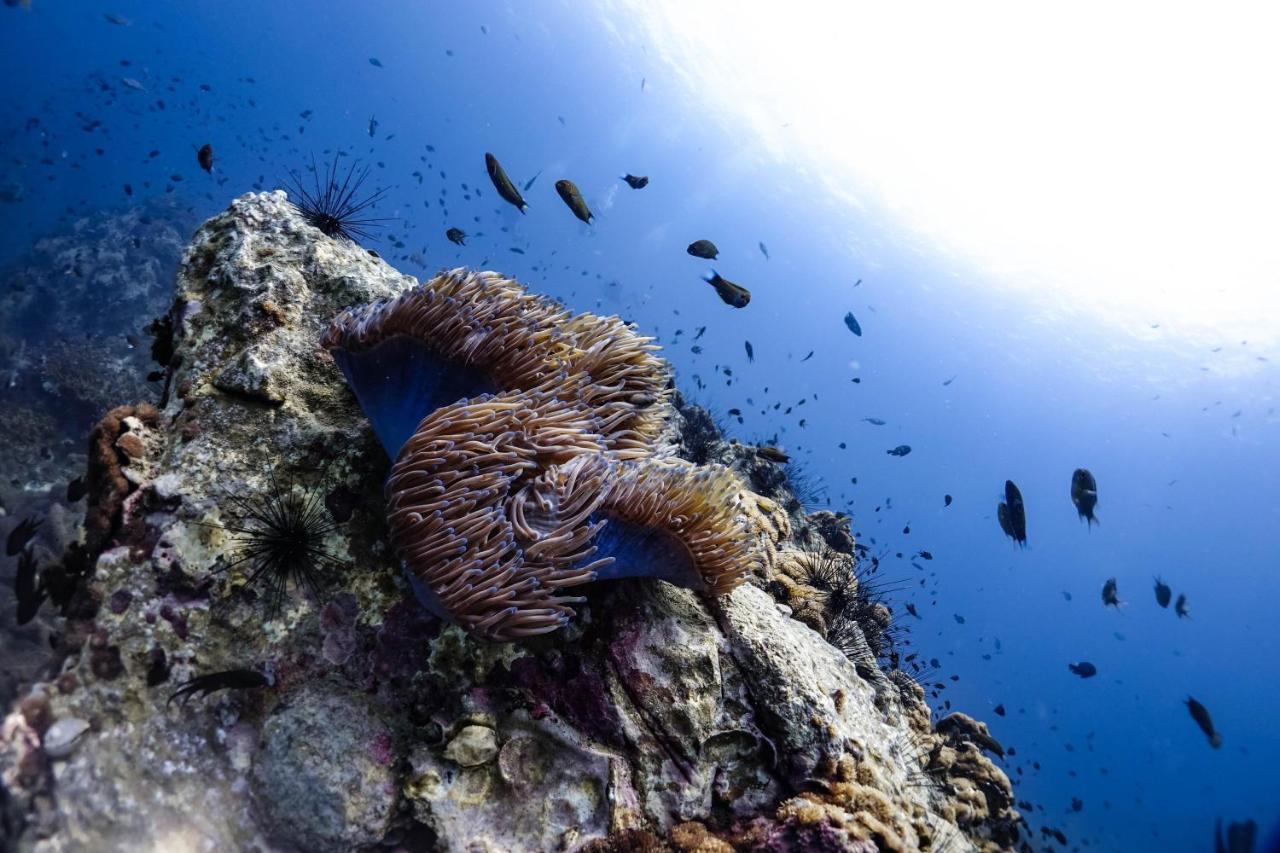 Hydronauts Diving Resort - 涛岛 外观 照片